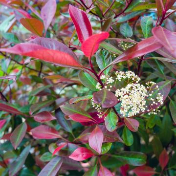 Photinia fraseri Baton Rouge - Fotinia