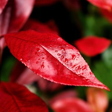 Photinia fraseri Nana - Fotinia