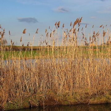 Phragmites australis - Carrizo