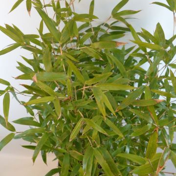 Phyllostachys atrovaginata Green Perfume - Bambú de agua