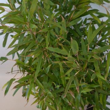 Phyllostachys humilis - Bambú