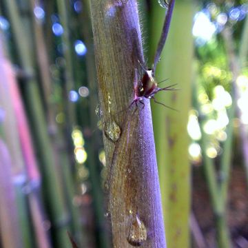 Phyllostachys nigra Megurochiku - Bambú negro