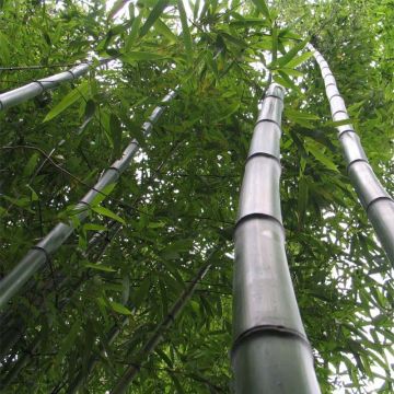 Phyllostachys vivax Huangwenzhu - Bambú
