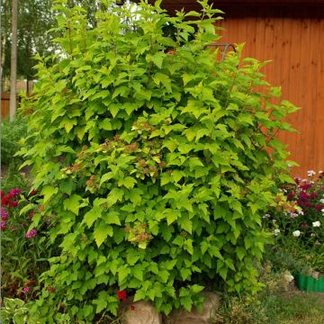 Physocarpus opulifolius