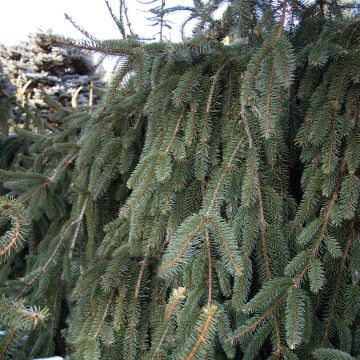 Picea abies Inversa - Pícea común