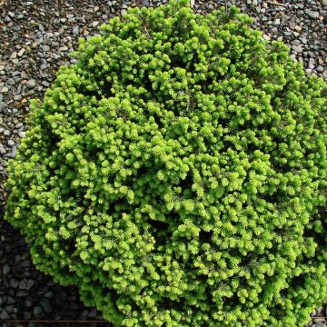 Picea abies Little Gem - Pícea común