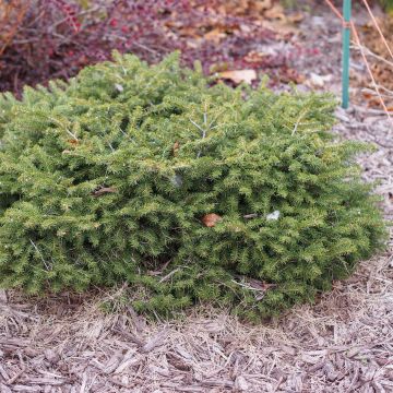 Picea abies Nidiformis - Pícea común