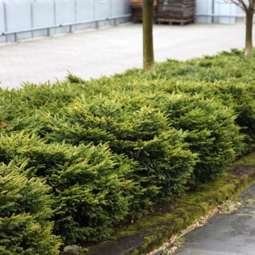 Picea abies Zagwiżdże - Pícea común