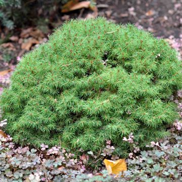 Picea glauca Alberta Globe - Pícea blanca