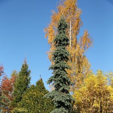 Picea glauca Pendula - Pícea blanca