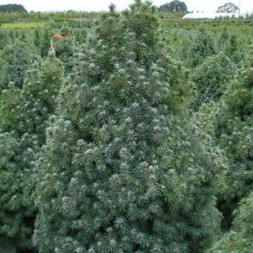 Picea glauca Sander's Blue - Pícea blanca