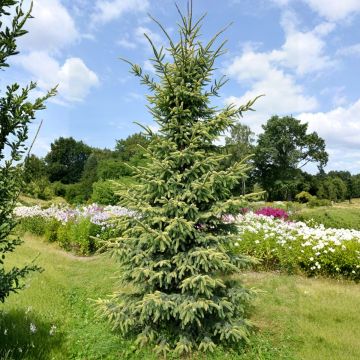 Picea mariana Aurea - Epinette noire                            