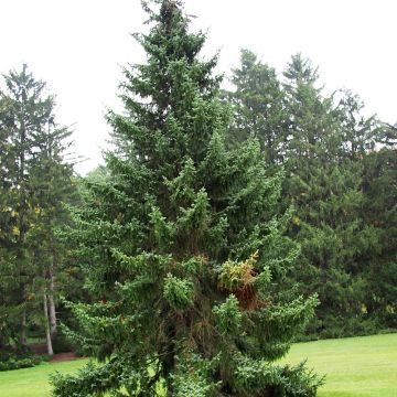 Picea omorika - Pícea de Serbia