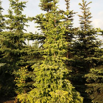 Picea omorika Aurea - Pícea de Serbia