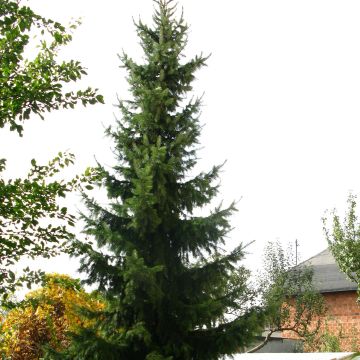 Picea omorika Nana - Pícea de Serbia