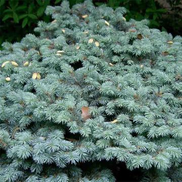 Picea pungens Glauca Globosa - Pícea de Colorado