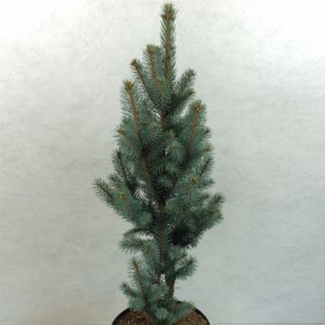 Picea pungens Iseli Fastigiate - Pícea de Colorado
