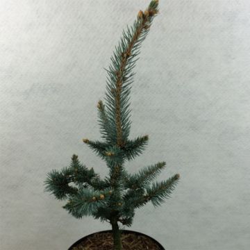 Picea pungens Iseli Foxtail - Pícea de Colorado