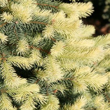 Picea pungens Jan Byczkowski - Pícea de Colorado