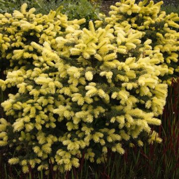 Picea pungens Maigold - Pícea de Colorado