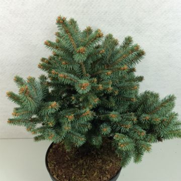 Picea pungens Thuem - Pícea de Colorado