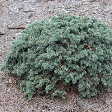 Picea pungens Waldbrunn - Pícea de Colorado