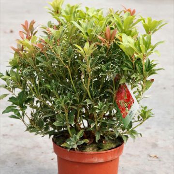 Pieris japonica Carnaval - Andrómeda