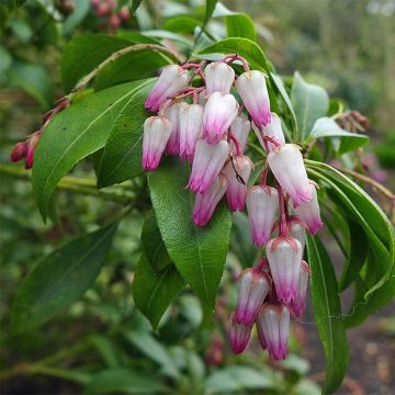 Pieris japonica Christmas Cheer - Andrómeda