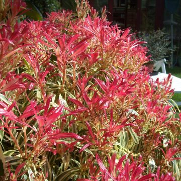 Pieris japonica Little Heath - Andrómeda