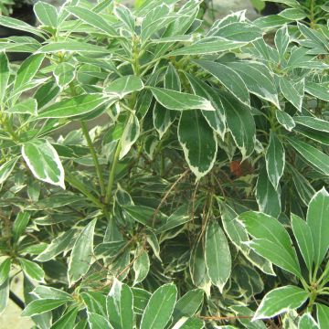 Pieris japonica Ralto Rose - Andrómeda