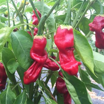 Pimienta de Cayena Penis o Peter Pepper