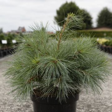Pino de Weymouth Blue Shag - Pinus strobus