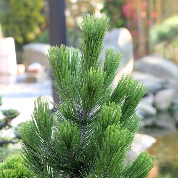Pinus heldreichii Little Dracula - Pino de los Balcanes
