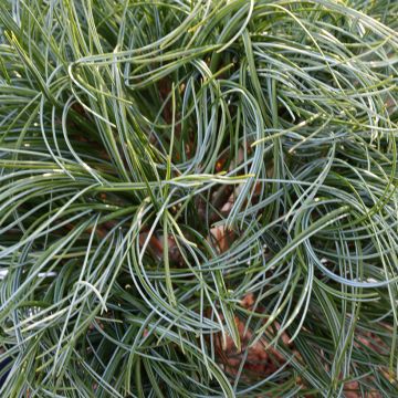 Pino de Weymouth Green Twist - Pinus strobus