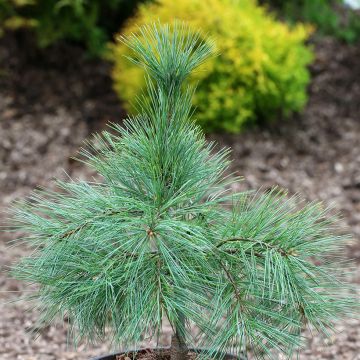 Pino de Weymouth Niagara Falls - Pinus strobus