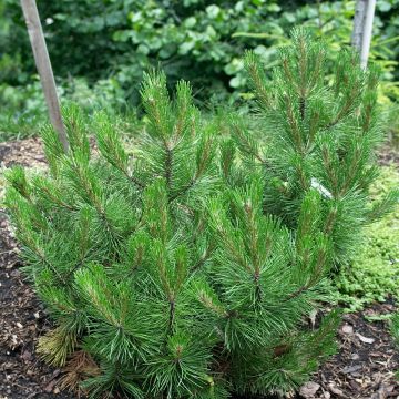 Pinus heldreichii Compact Gem - Pino de los Balcanes