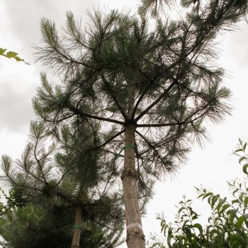 Pino laricio nigra - Pinus nigra