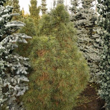 Pinus sylvestris Globosa Viridis - Pino silvestre
