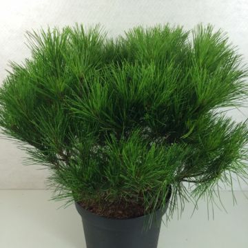 Pino rojo japonés Alice Verkade - Pinus densiflora