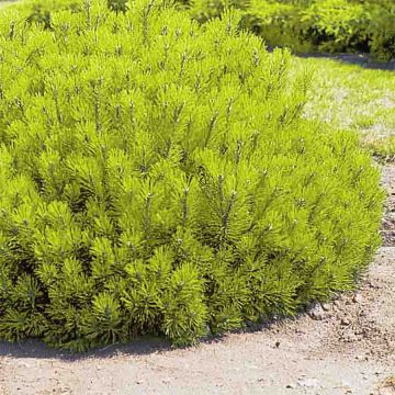 Pino negro Ophir - Pinus mugo