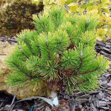 Pino negro Winter Gold - Pinus mugo