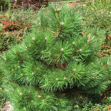 Pino laricio Nana - Pinus nigra