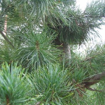 Pino blanco japonés Glauca - Pinus parviflora