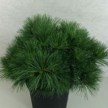 Pino de Weymouth Ontario - Pinus strobus