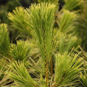 Pinus thunbergii Ogon - Pino japonés de Thunberg