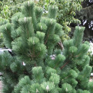 Pinus thunbergii Thunderhead - Pino japonés de Thunberg