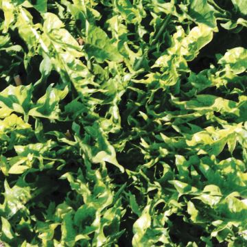 Diente de león Amélioré à Coeur Plein