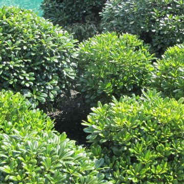 Pittosporum tobira Nanum - Azahar de la China