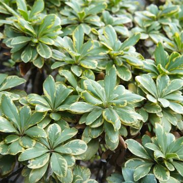 Pittosporum tobira var. nana Neige du mont Ventoux - Azahar de la China