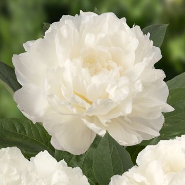 Peonia lactiflora Fringed Ivory